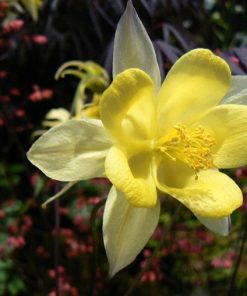 Aquilegia chrysantha “Yellow Queen”