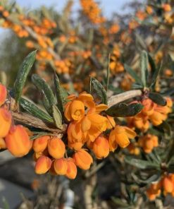 Berberis linearifolia “Orange King”