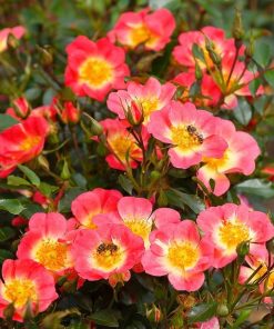 Bienenweide Bicolor