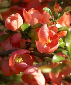 Chaenomeles x superba “Salmon Horizon”