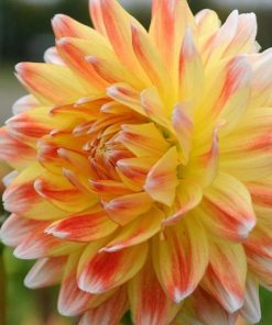 Dahlia Decorative Peaches & Cream – Bulbo
