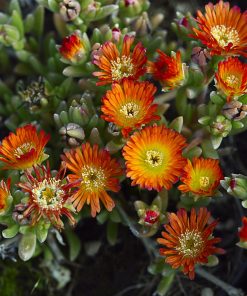 Delosperma “Suntropics Orange”