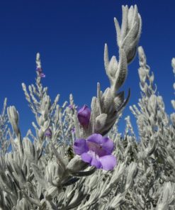 Eremophila nivea