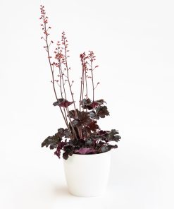 Heuchera “Indian Summer Black”