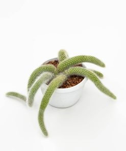 Hildewintera colademononis