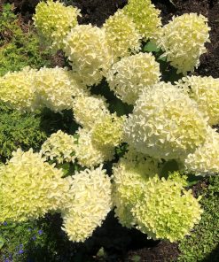 Hydrangea paniculata “Skyfall”