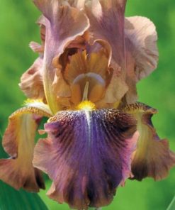 Iris “Autumn Leaves”