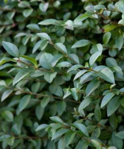 Ligustrum sinensis “Eugene Clive” – chinensis