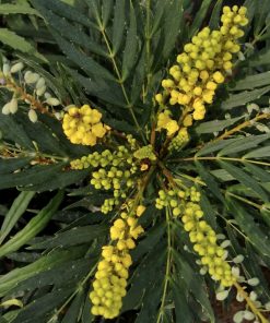 Mahonia confusa “Narihira”