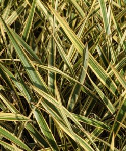 Phormium tenax “Variegatum”
