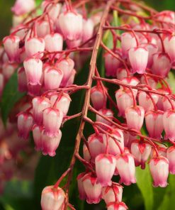 Pieris japonica “Katsura”