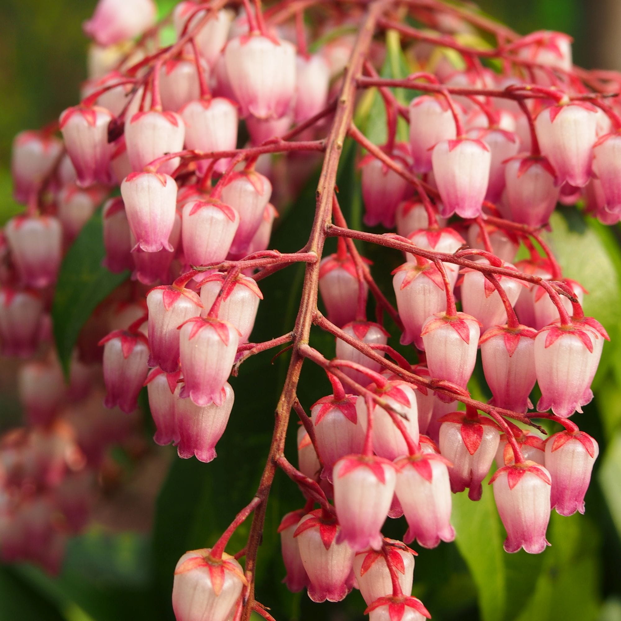 Pieris japonica “Katsura”