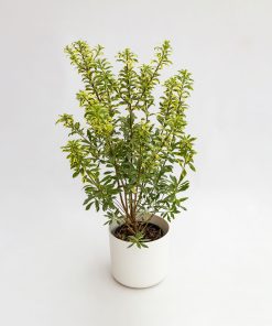 Pittosporum heterophyllum “Variegatum”