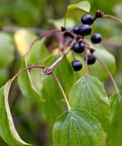 Rhamnus cathartica