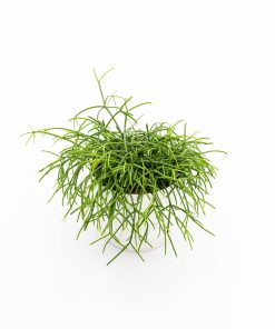Rhipsalis “Cashero”