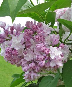 Syringa vulgaris “Beauty of Moscow”