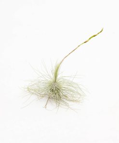 Tillandsia fuchsii f. gracilis